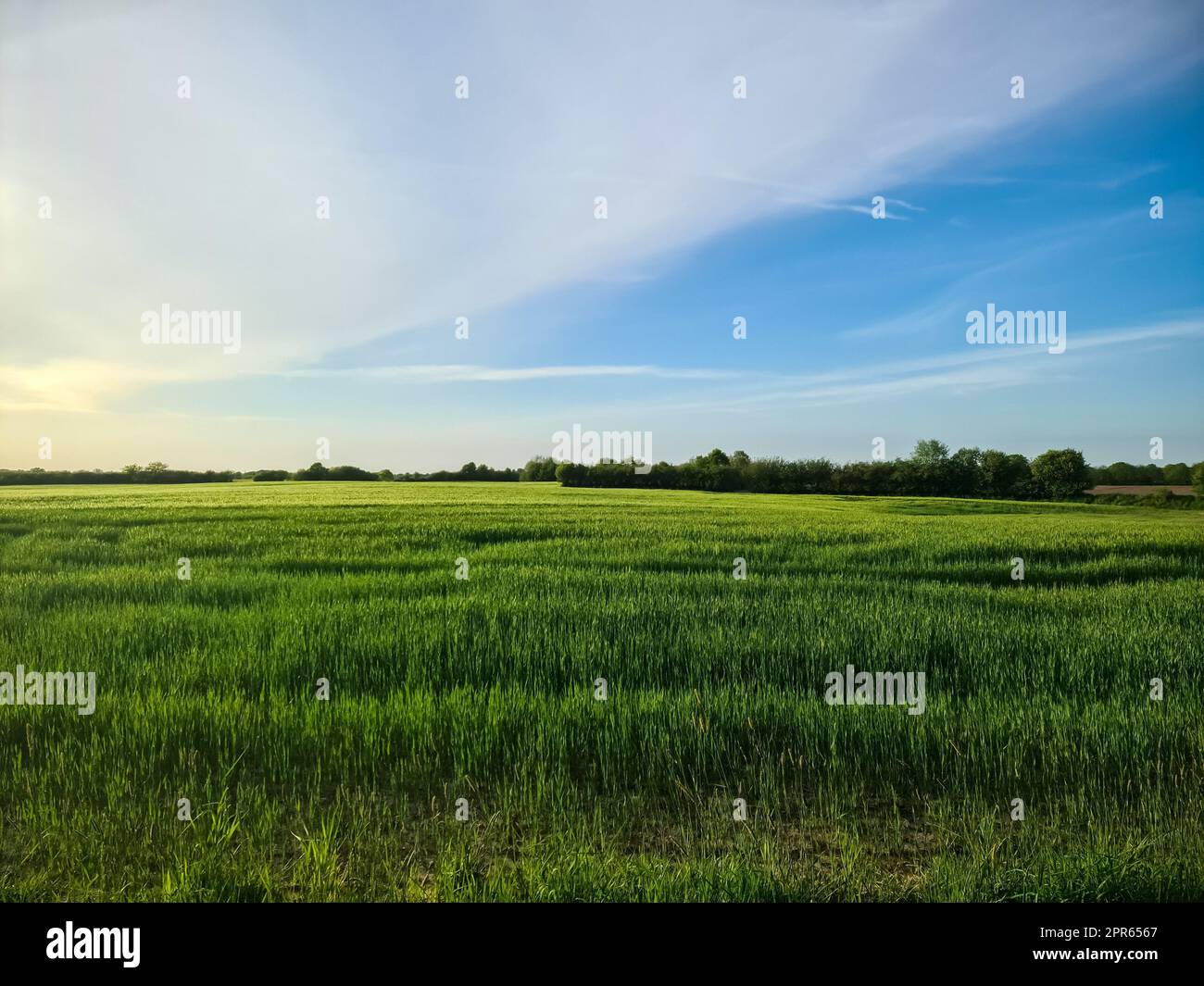View of an agriculturally used field with green grass. Stock Photo
