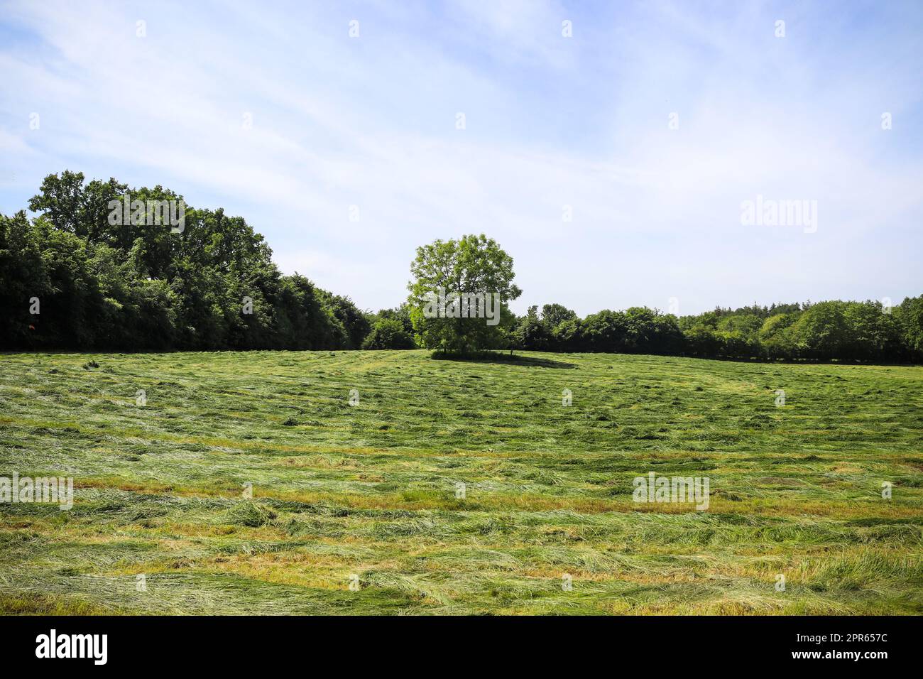 View of an agriculturally used field with green grass. Stock Photo