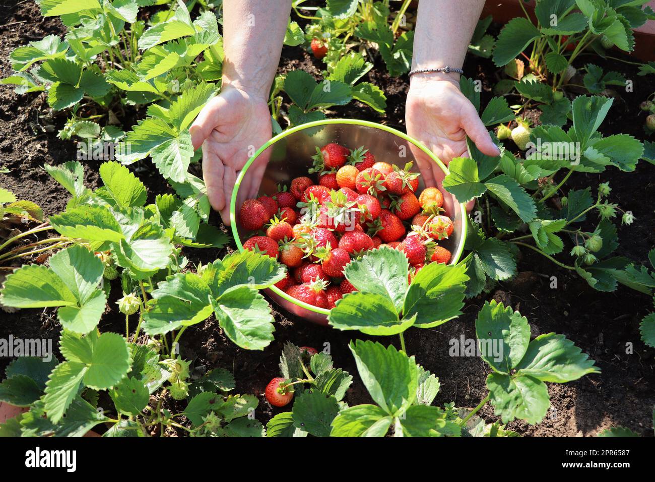 Picking fruits on strawberry field, Harvesting on strawberry farm, strawberry crop. Fresh ripe organic berries in bowl. Woman holding bowl with strawberry. Agriculture and ecological fruit farming concept Stock Photo