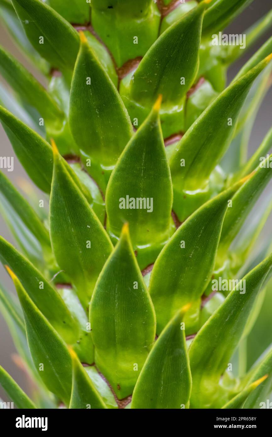 Green thorny leaves of araucaria araucana or monkey tail tree with