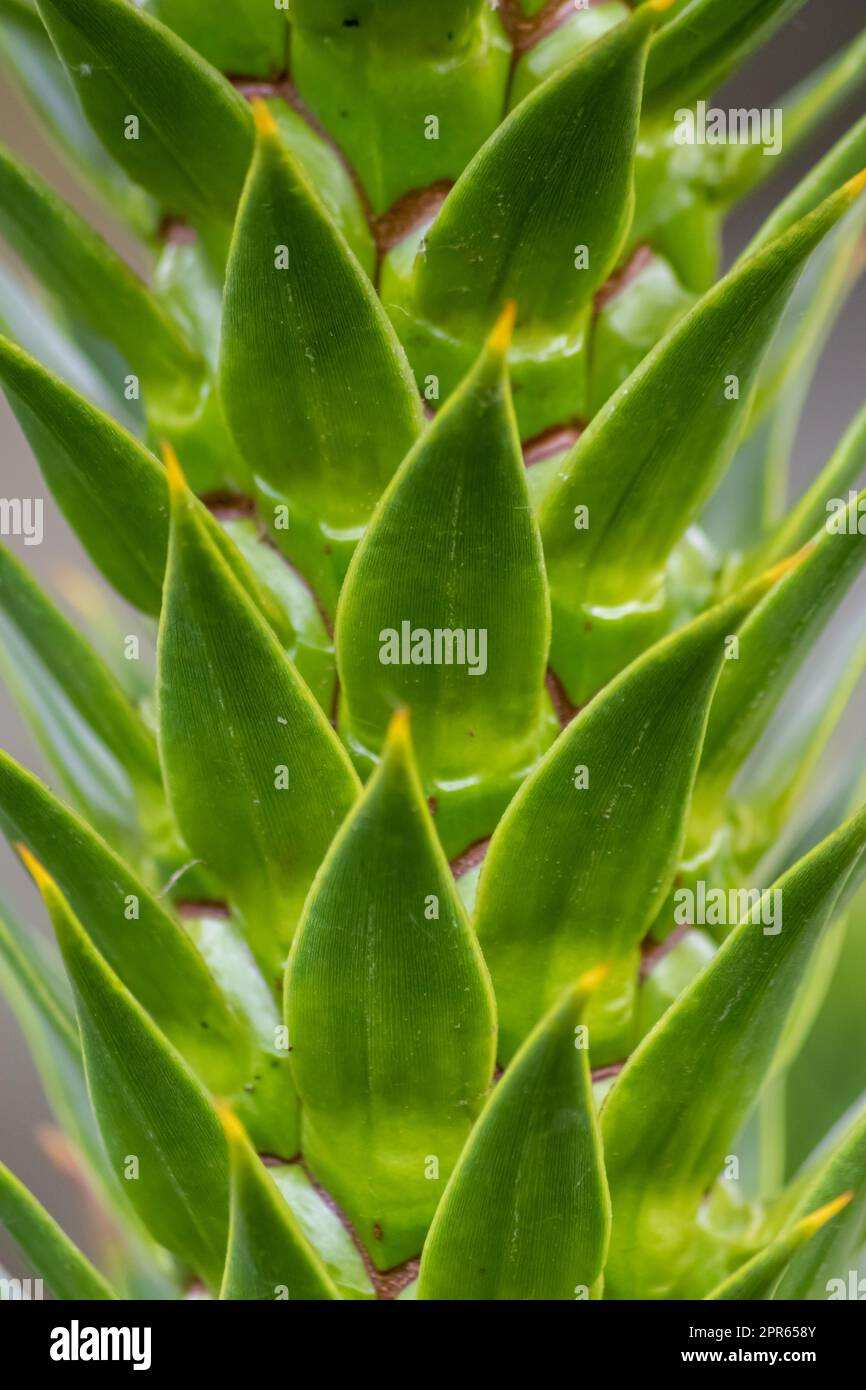 Green thorny leaves of araucaria araucana or monkey tail tree with sharp needle-like leaves and spikes of exotic plant in the wilderness of patagonia shows symmetric shape details of the green leaves Stock Photo
