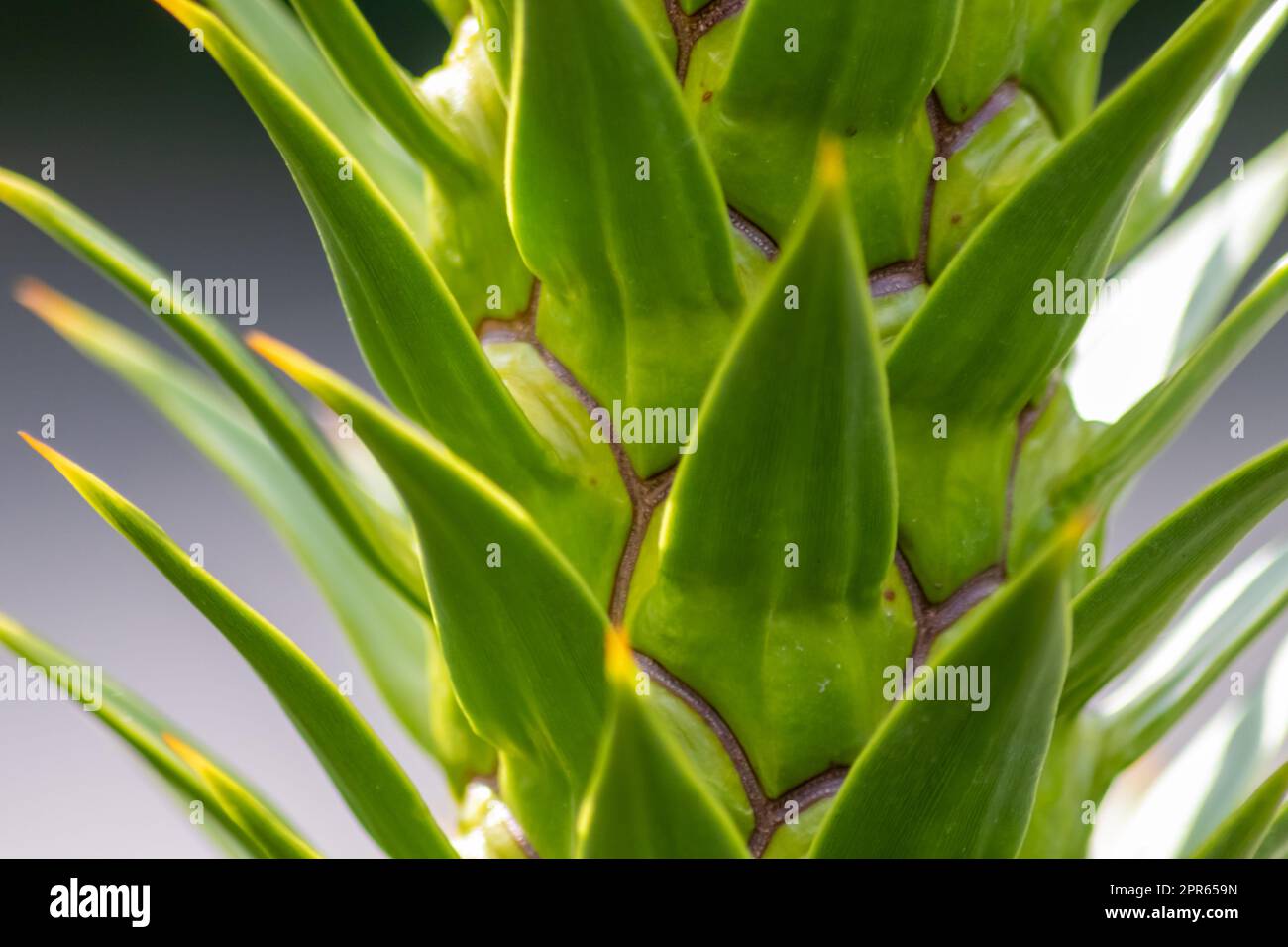 Green thorny leaves of araucaria araucana or monkey tail tree with sharp needle-like leaves and spikes of exotic plant in the wilderness of patagonia shows symmetric shape details of the green leaves Stock Photo