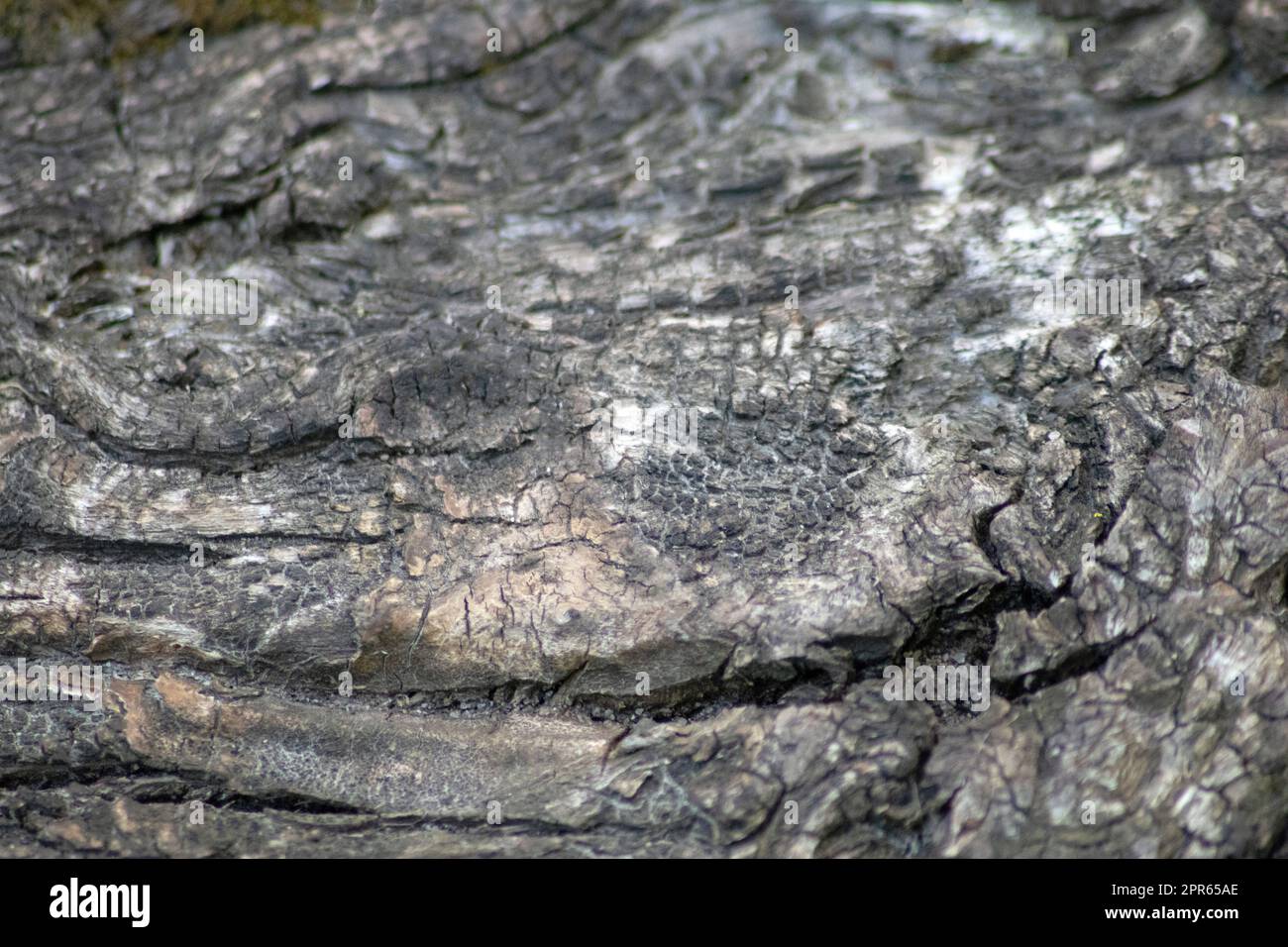 Tree bark macro with fine natural structures and rough tree bark as ...