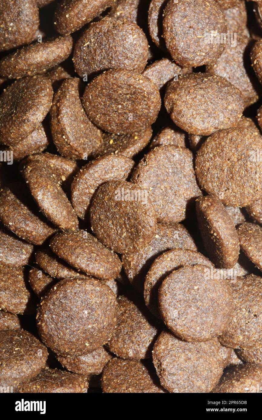 Dogs dry round food close up animals eating background high quality big