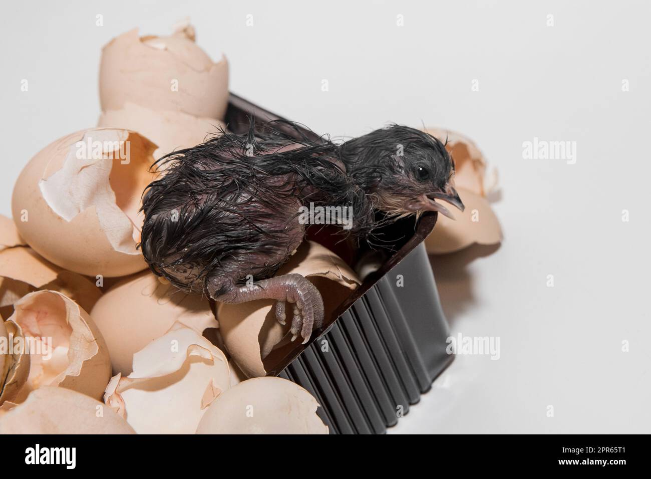 Newborn dark wet chicken little chick in eggshell pile on white background, close up. Stock Photo