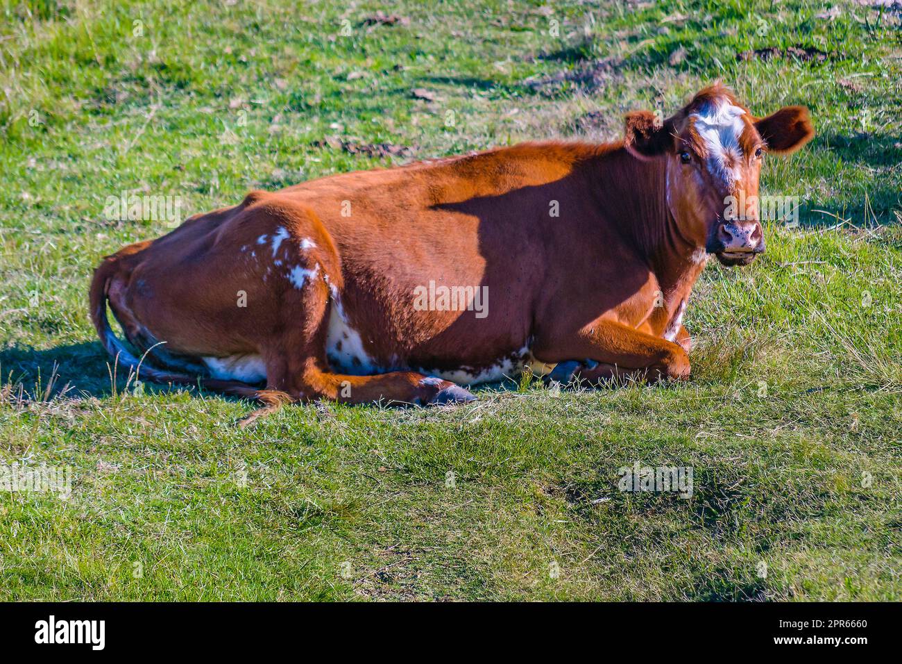 Hereford breed cow resting free at countryside landscape, maldonado, uruguay Stock Photo