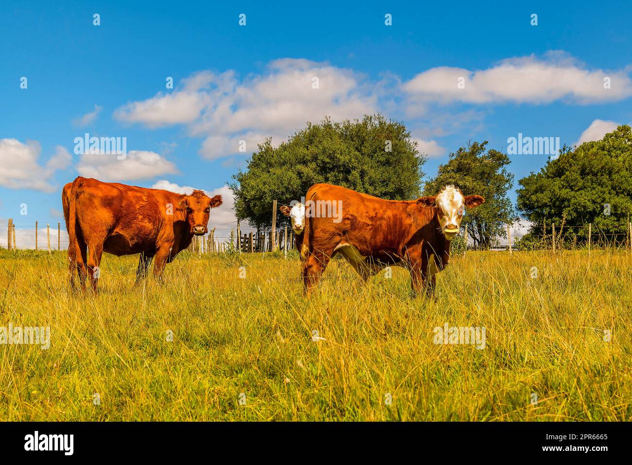 Hereford breed cows standing free at countryside landscape, maldonado, uruguay Stock Photo
