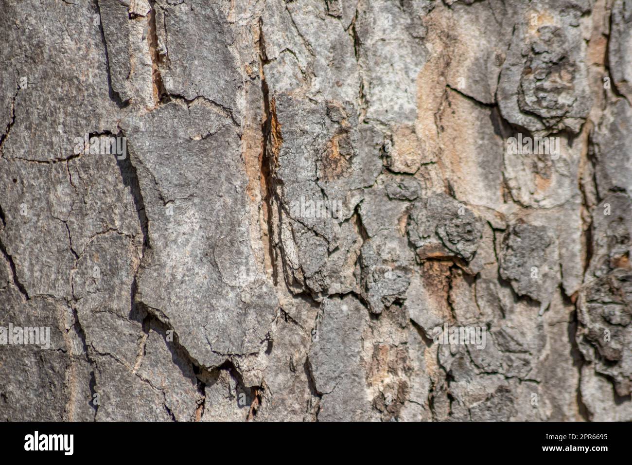 Timber structures hi-res stock photography and images - Alamy