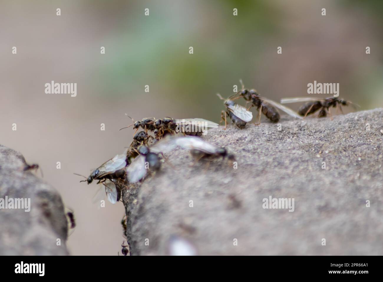 Ant wedding flight with flying ants like new ant queens and male ant