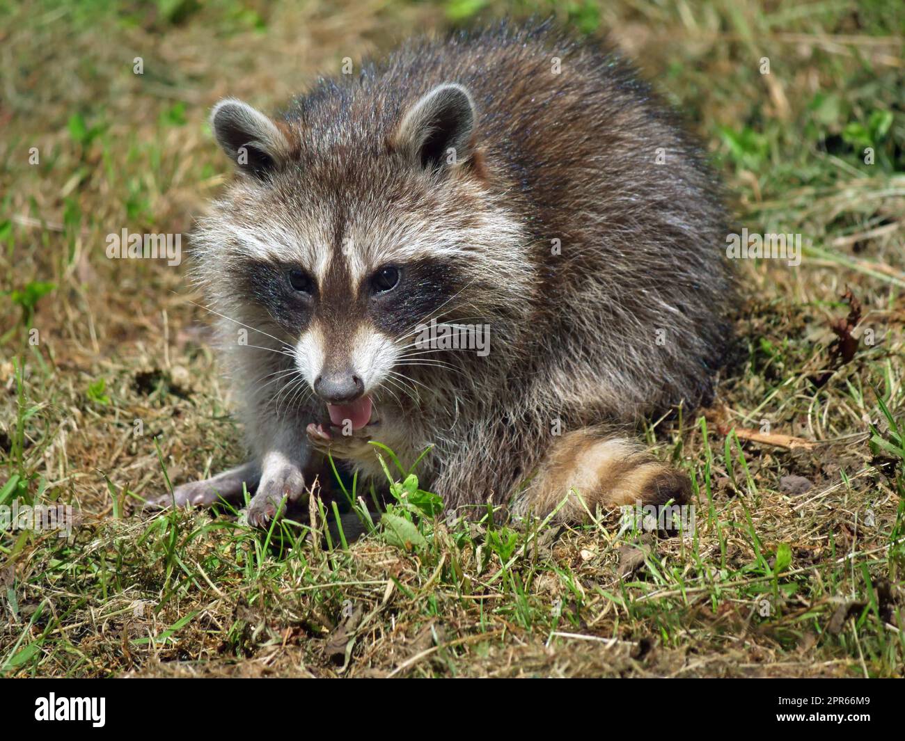Small Aggressive Raccoon Raccoon in the wild in different actions Stock Photo - Alamy