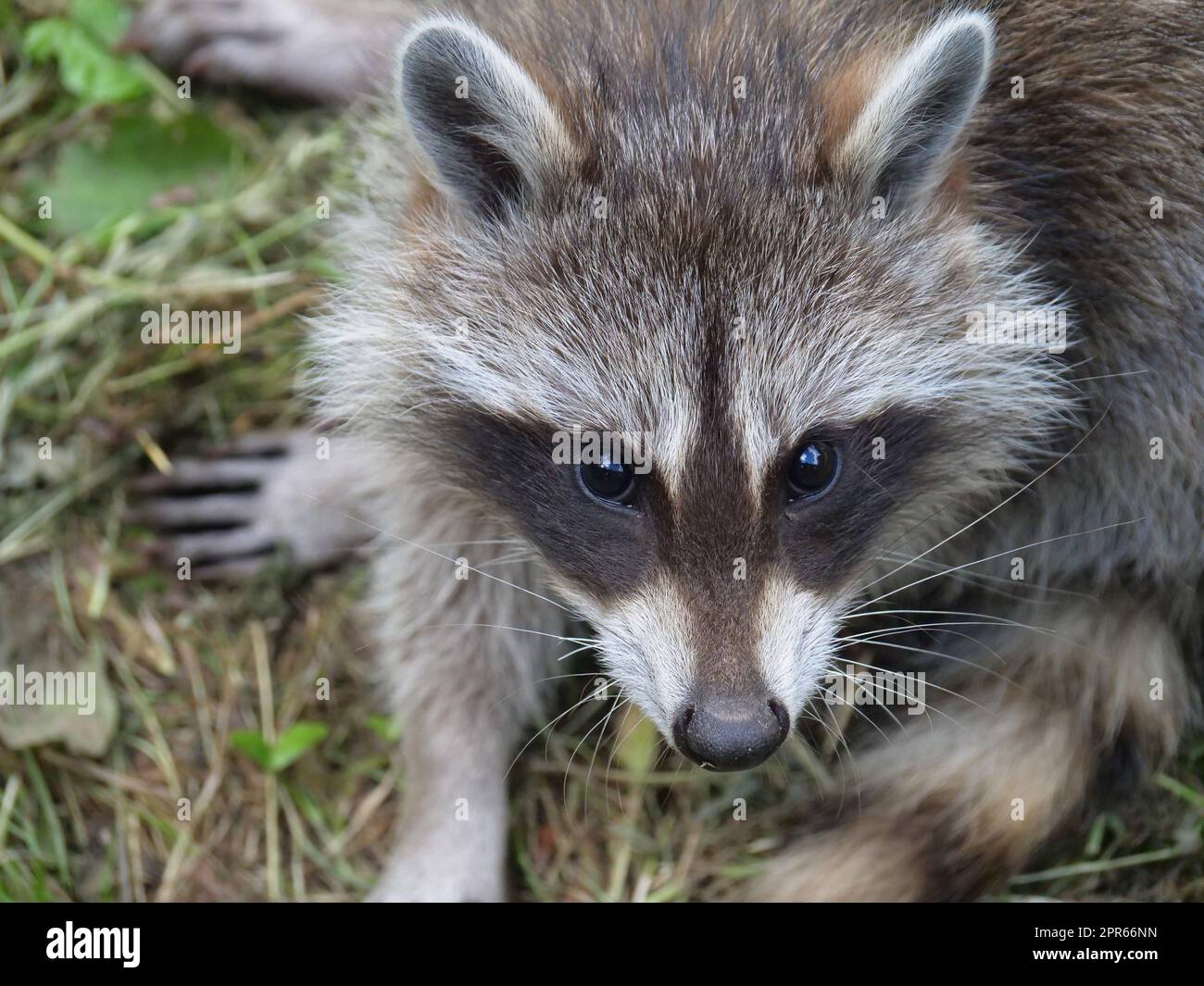 Small Aggressive Raccoon Raccoon in the wild in different actions Stock Photo - Alamy