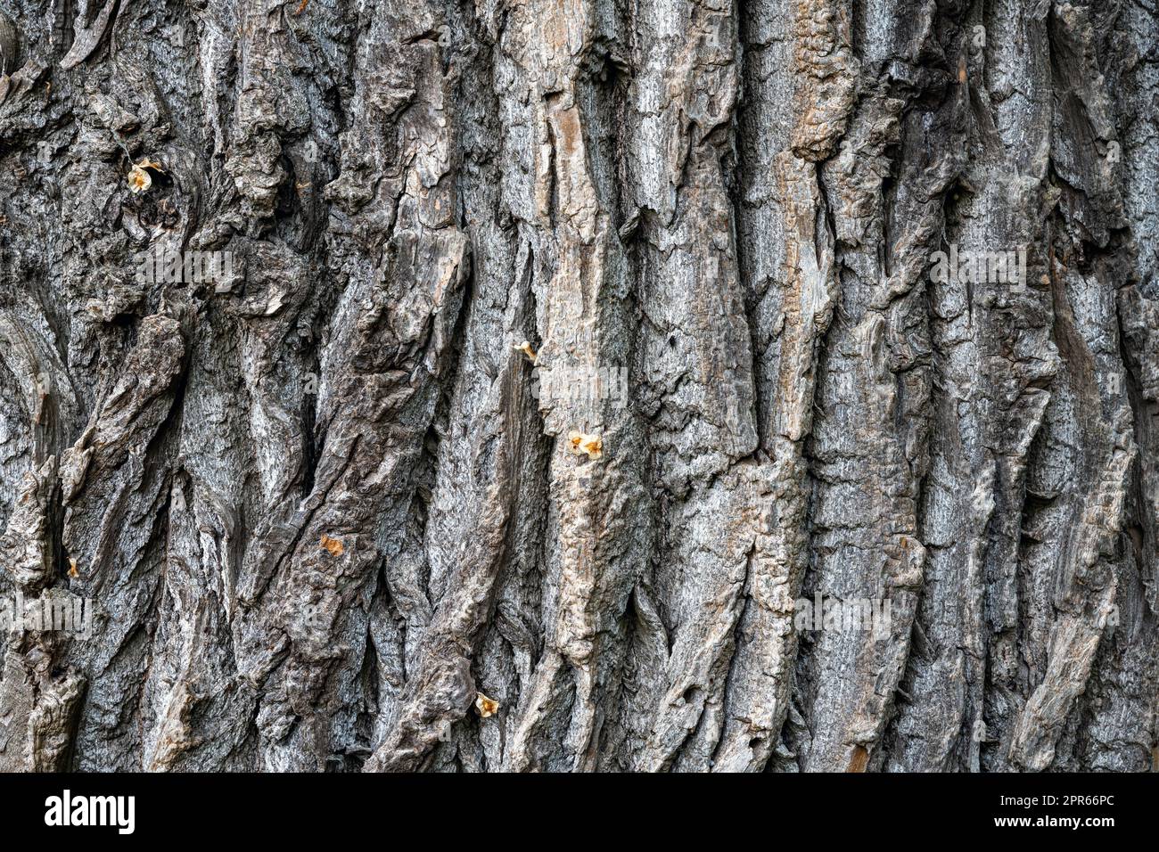 Background from a rough and old tree bark Stock Photo