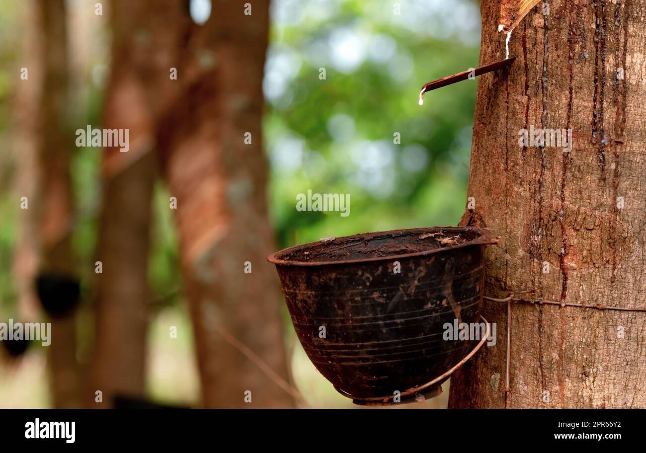 Rubber tapping in rubber tree garden. Natural latex extracted from para