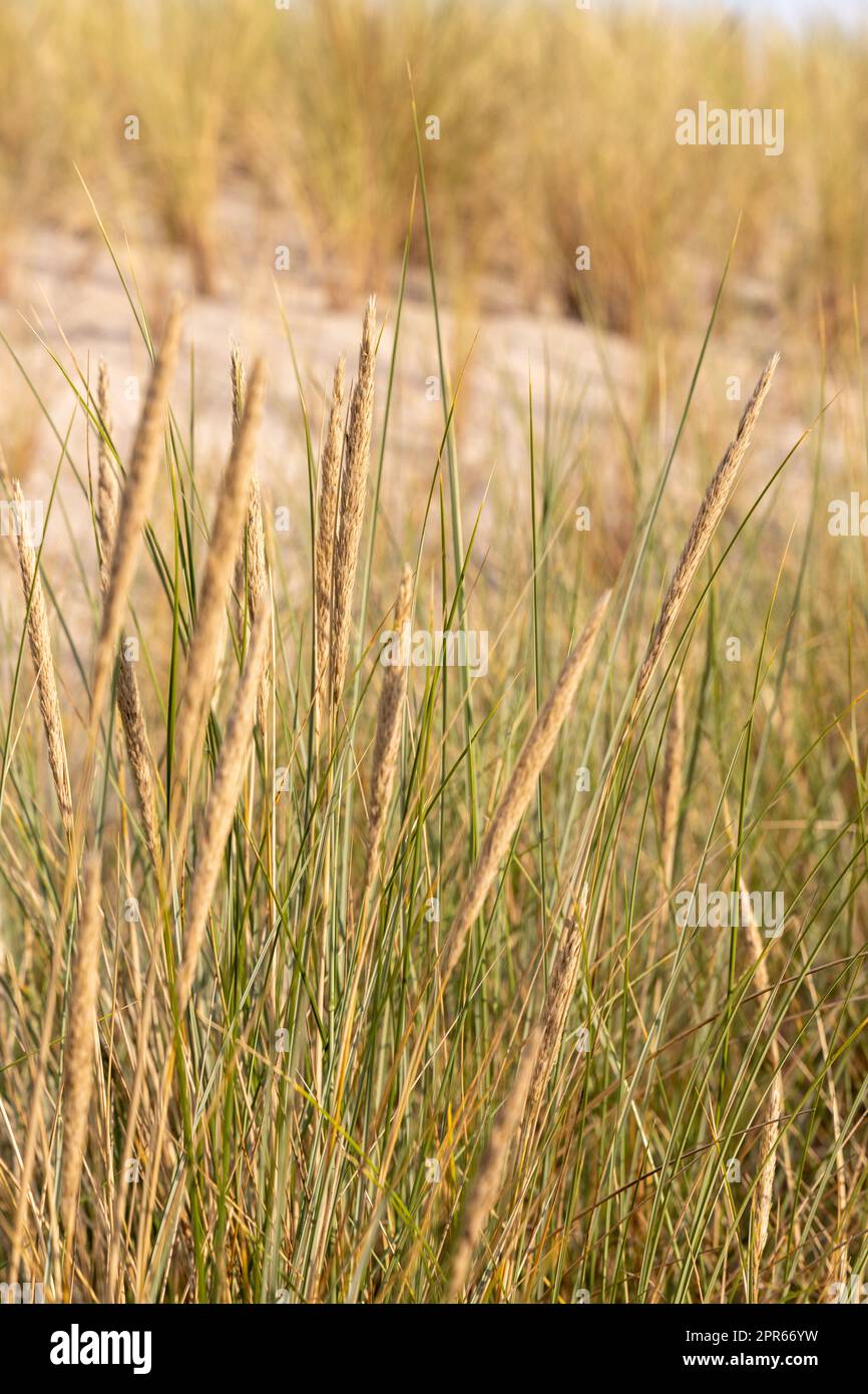 Dune grass as protection for the dune and also habitat for animals and