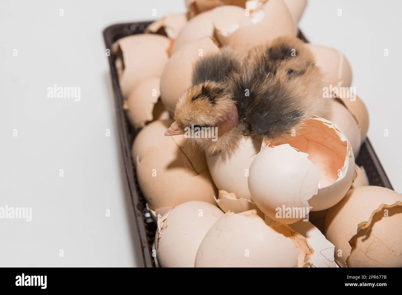 Newborn chicken little cute small chick in eggshell pile on white background, close up. Stock Photo