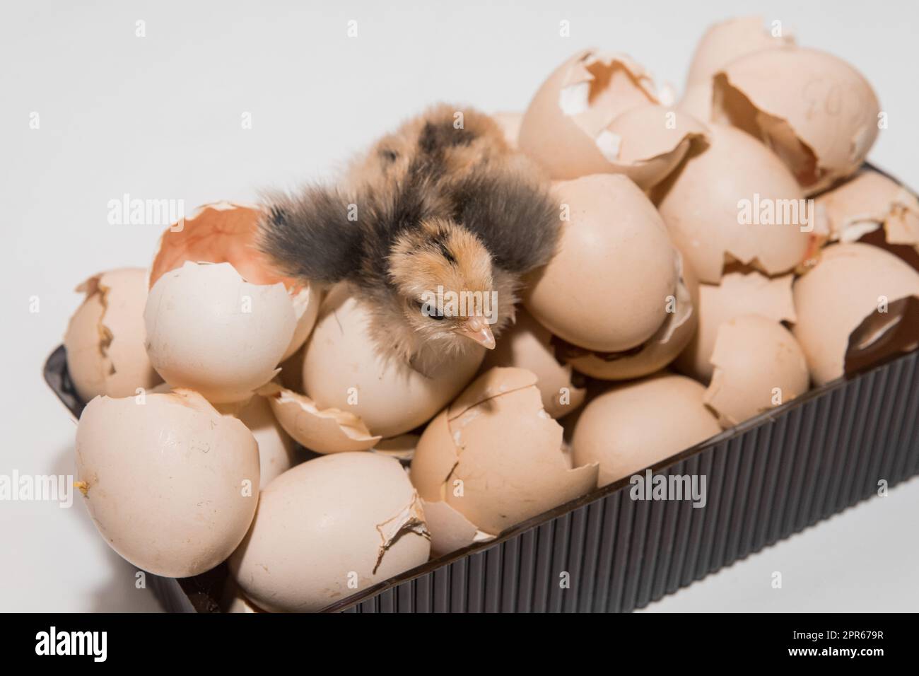 Newborn chicken little cute small chick in eggshell pile on white background. Stock Photo