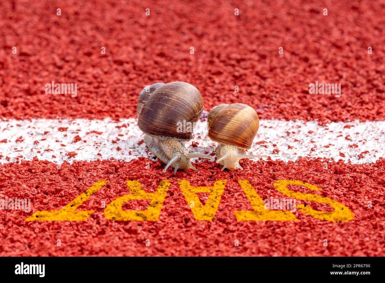 Close-up of racing snails on the start line Stock Photo