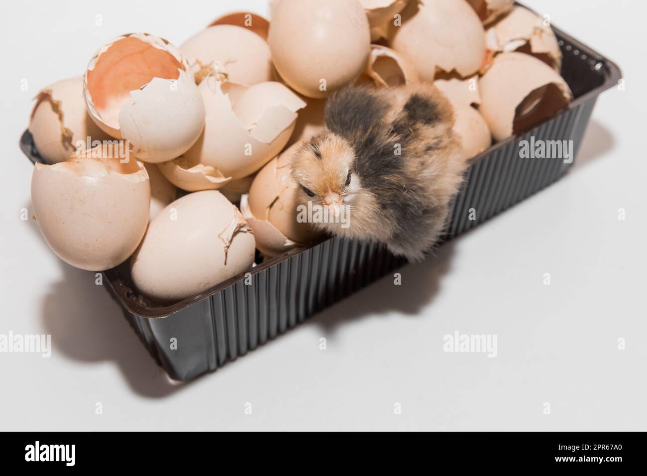 Newborn chicken little cute chick in eggshell pile on white background. Stock Photo