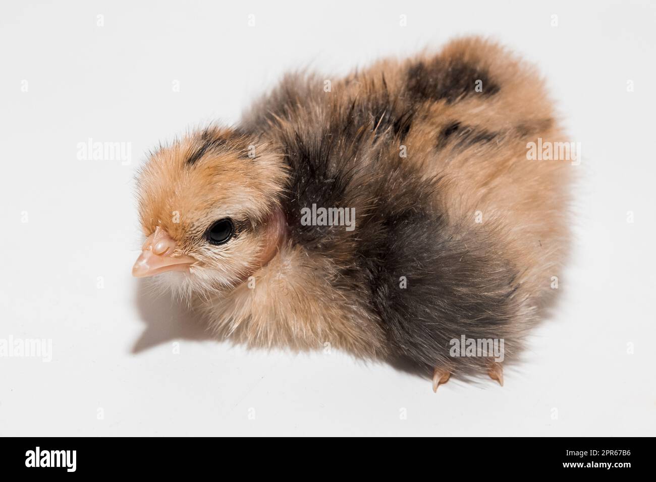 Chick little cute chicken small white background isolated bird baby