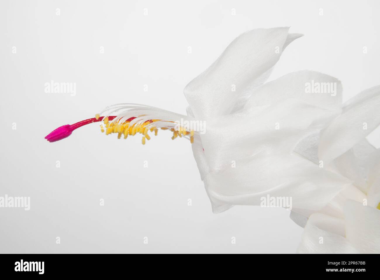 Christmas cactus - Schlumbergera hybrid with white blossom Stock Photo