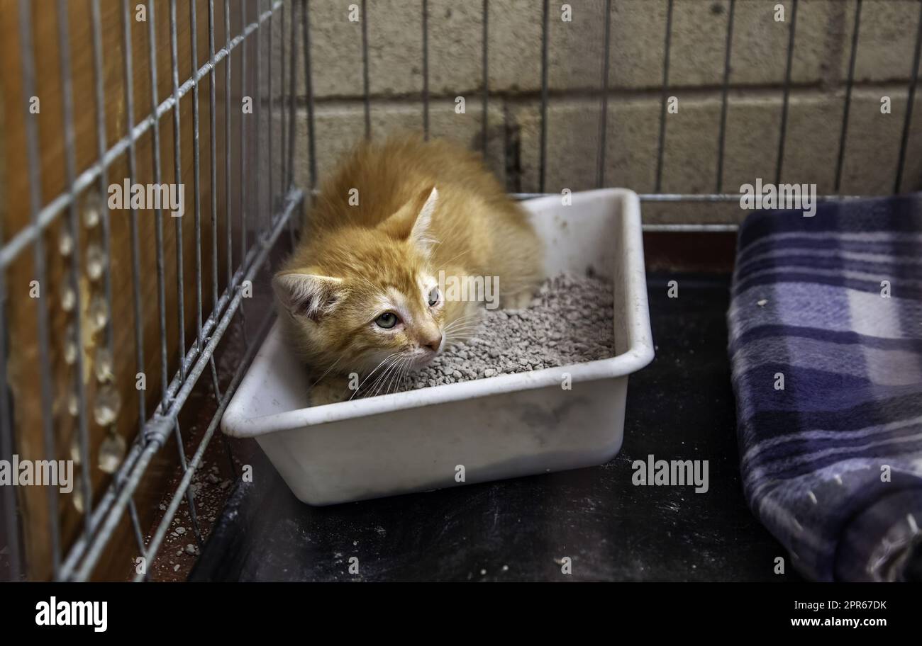 Caged newborn cat Stock Photo