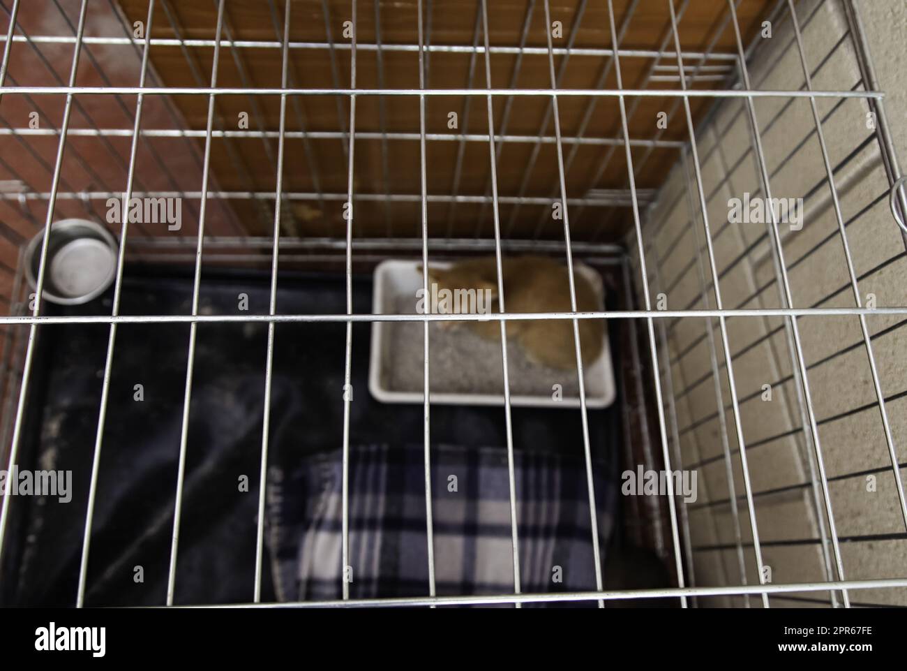 Caged newborn cat Stock Photo