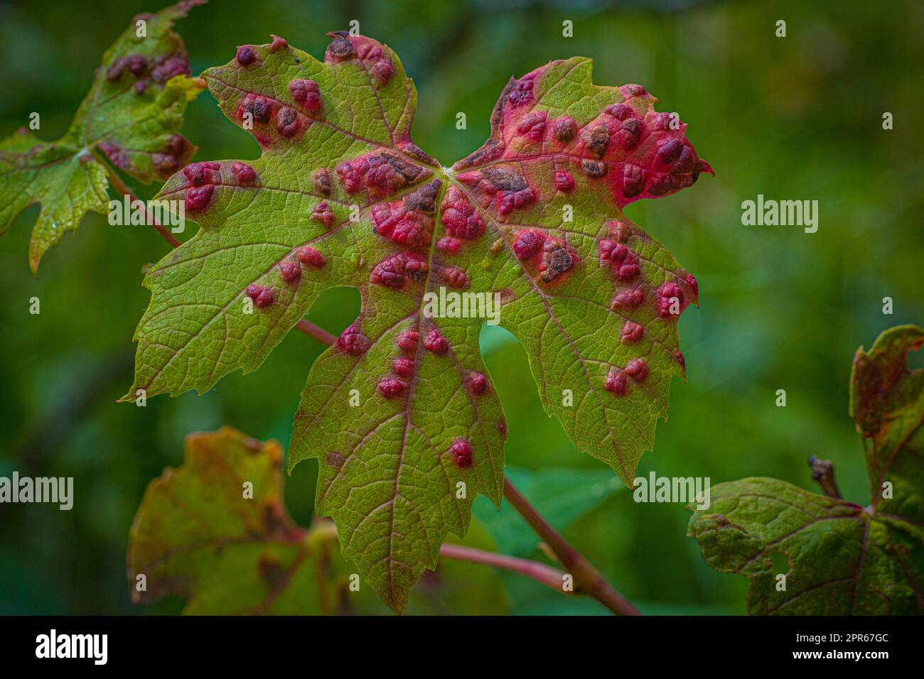 Leaf with Cryptomyzus ribis larvae Stock Photo - Alamy