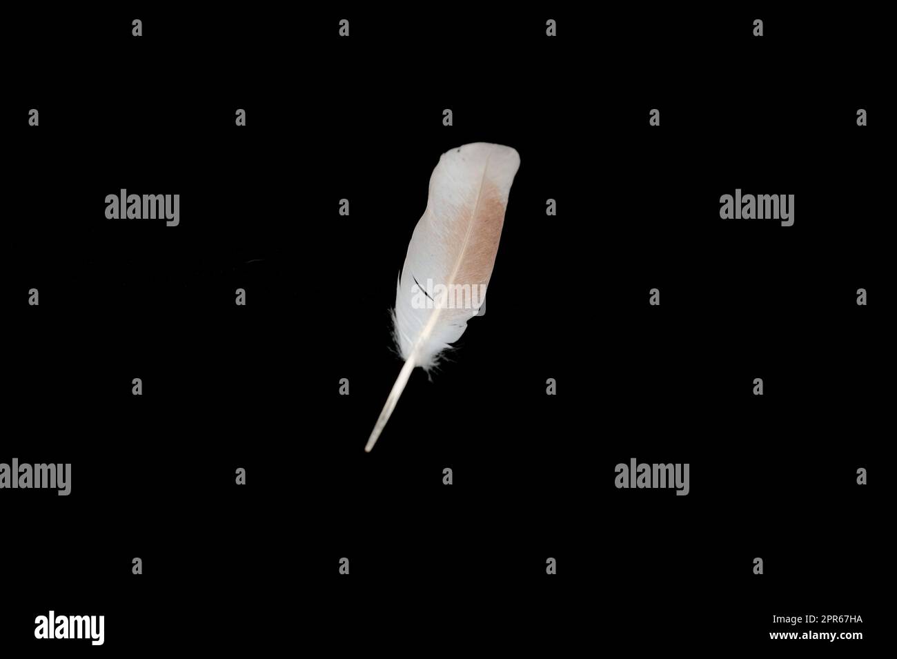 white feather on black background Stock Photo