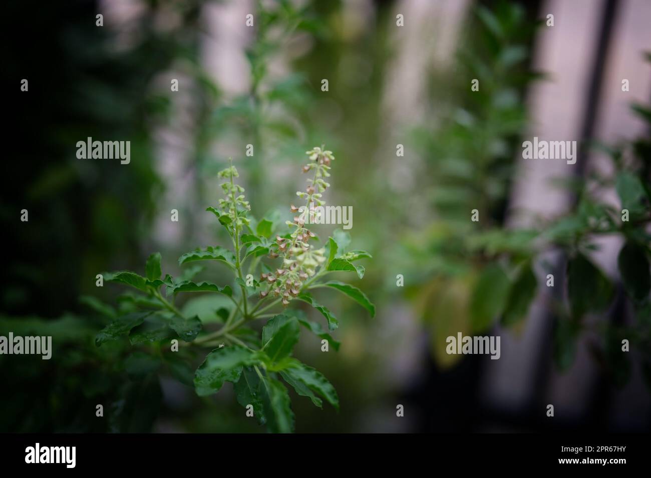 Close up Basil leaf. Green Holy Basil tree . Thai basil Stock Photo Alamy