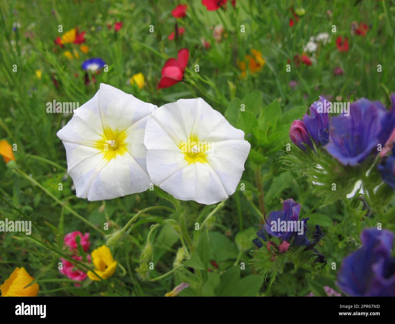 White Morning Glory in a flower meadow, Ipomoea Stock Photo - Alamy