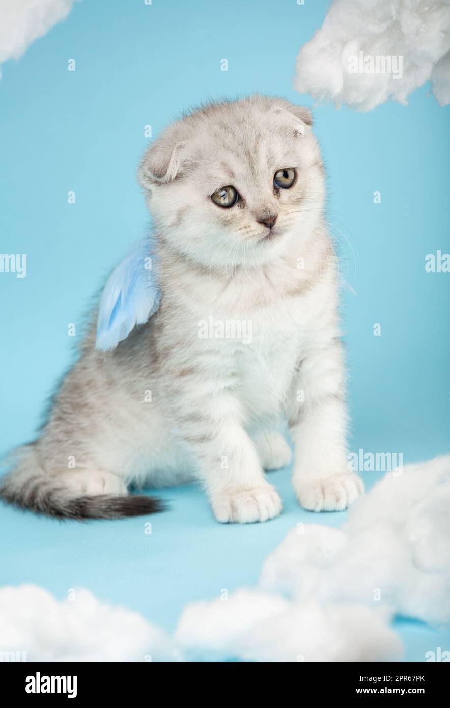 Scottish cat sits in the form of an angel or cupid on a celestial background. Stock Photo