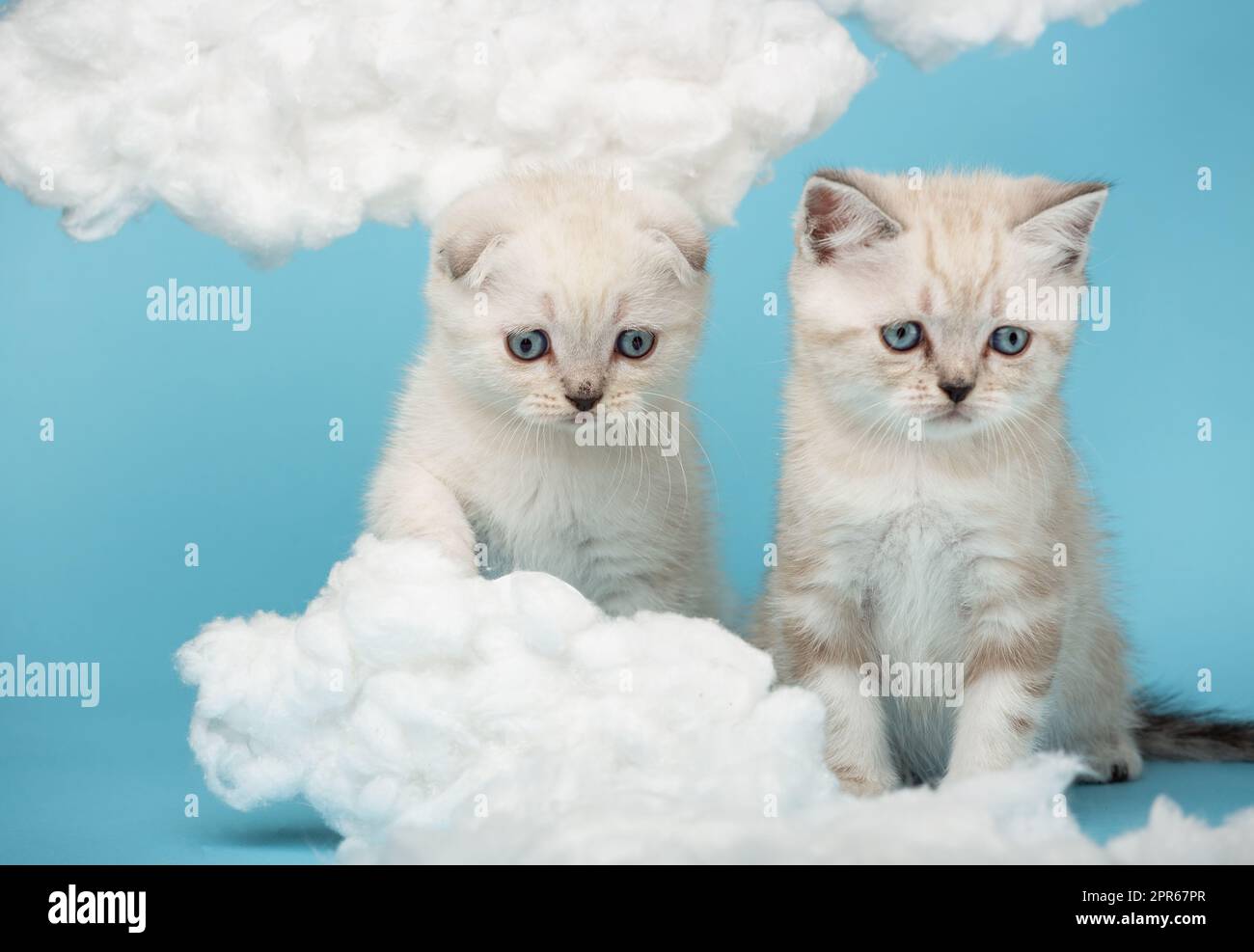 Two Scottish kittens with a funny facial expression with interest are looking at cotton clouds. Stock Photo