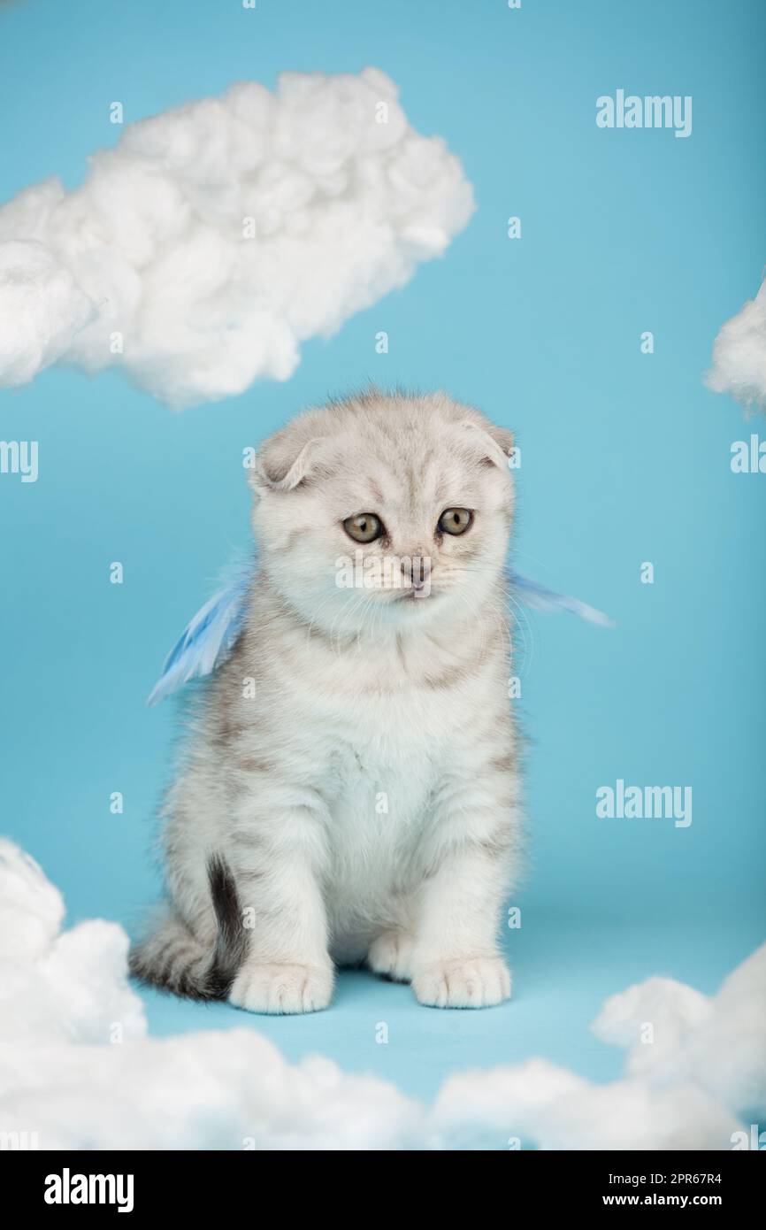 Tiny Scottish fold kitten sits with blue angel wings among white fluffy clouds. Stock Photo