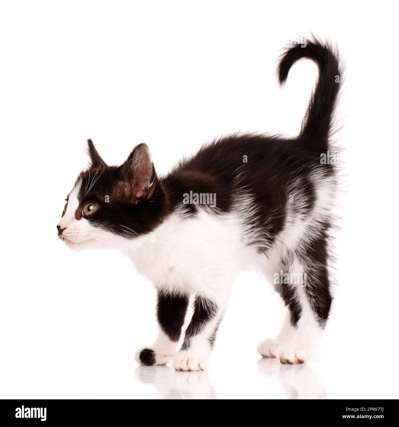 Funny black and white kitten wants to attack a toy. Isolated on a white ...