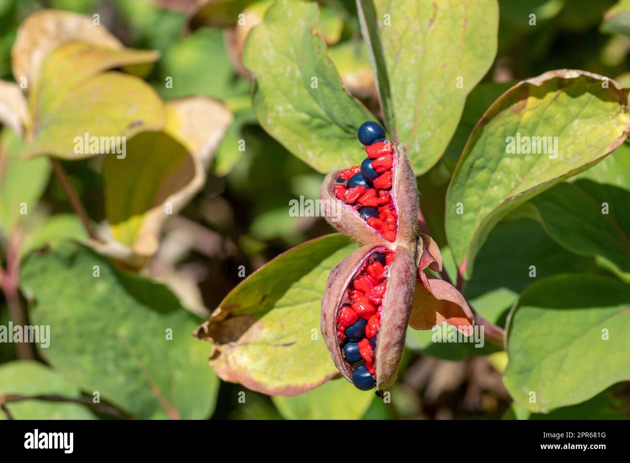 Closeup shot of paeonia daurica wittmanniana perennial herbaceous plant belonging to the peony family Stock Photo