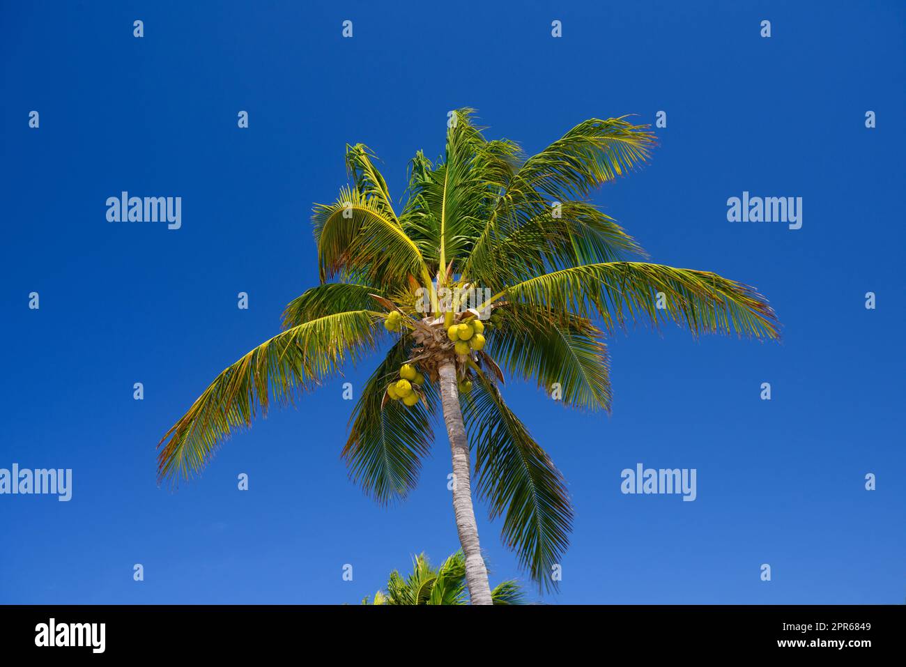 Cocos palm with cocos nuts in Playa del Carmen, Mexico Stock Photo - Alamy