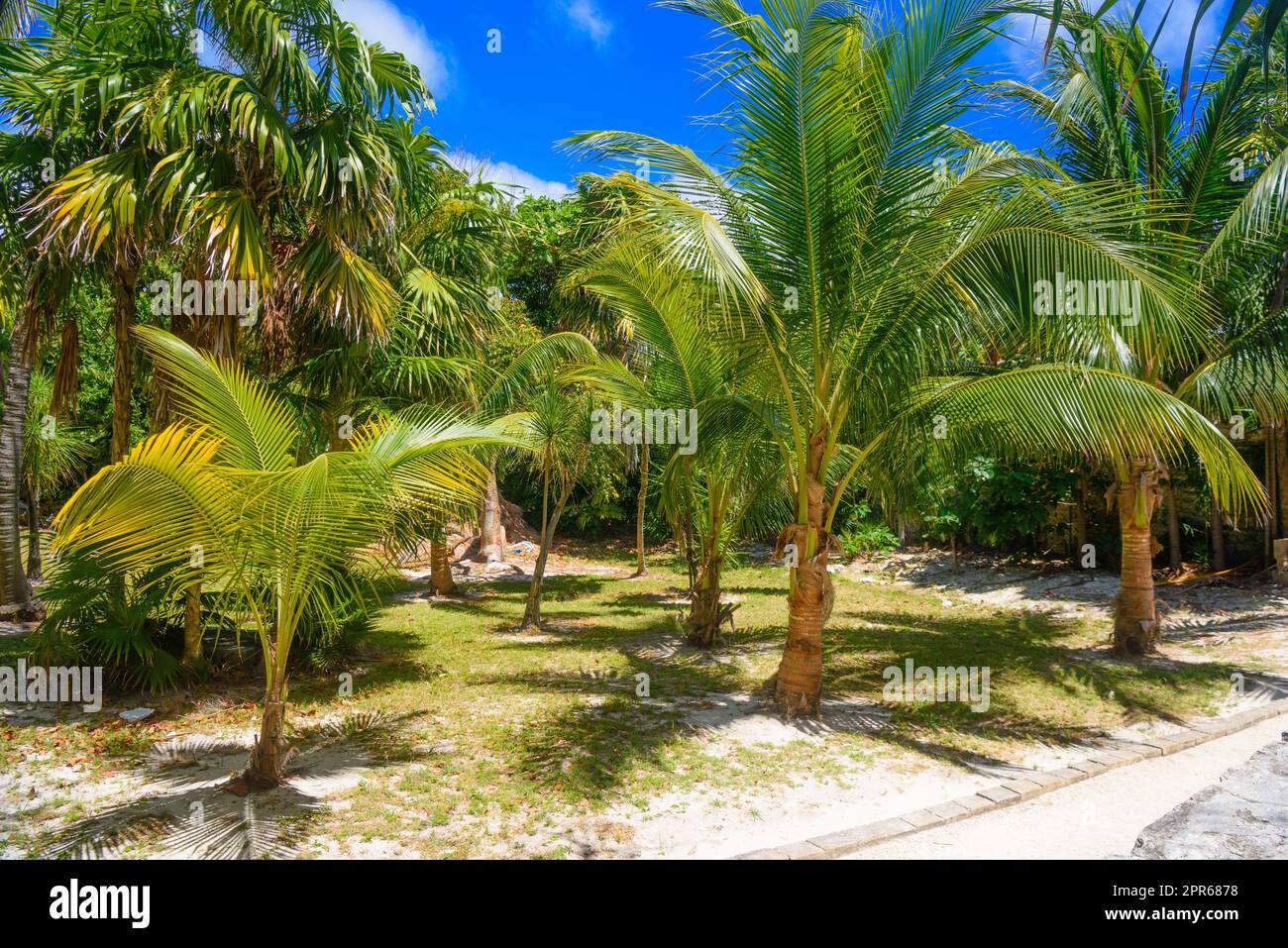 Tropical jungle with palms on a sunny day El Rey, Cancun, Mexico Stock Photo