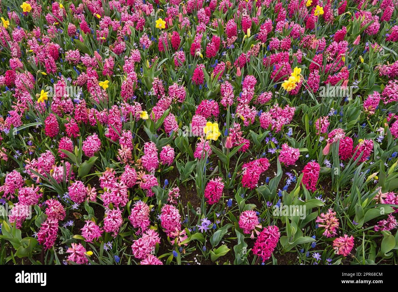 Planted flower meadow with various flowers Stock Photo