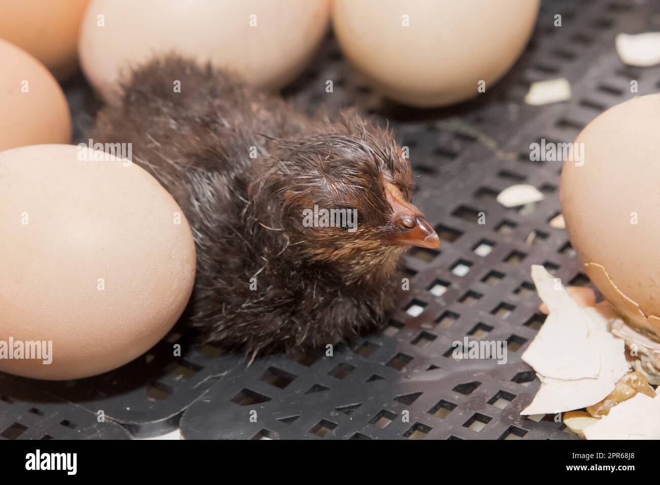 Dark newborn chicken chick near hatching eggs in incubator, closeup of