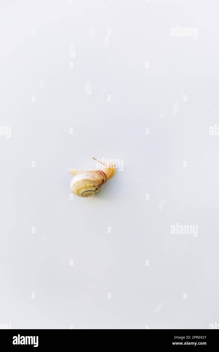 A snail crawls on a white table after the rain. Snails with brown shells and antennae. Snail with horns and brown spiral shell. Close-up. Stock Photo