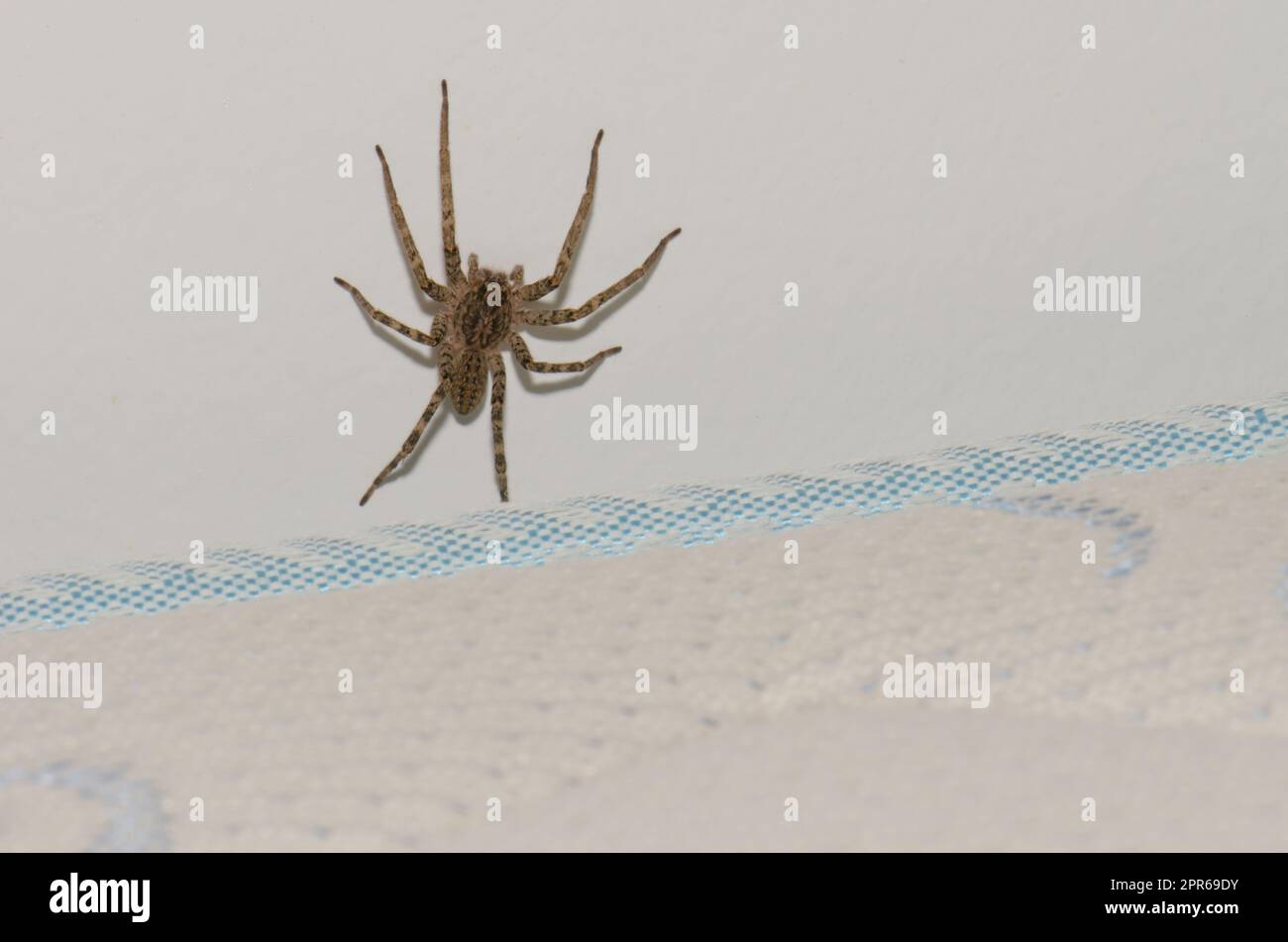 Funnel weaver on a wall above a mattress. Stock Photo