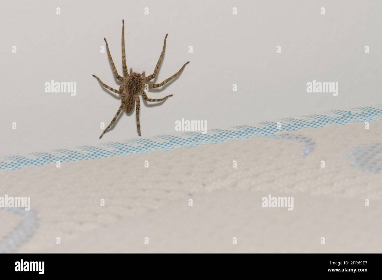 Funnel weaver on a wall above a mattress. Stock Photo