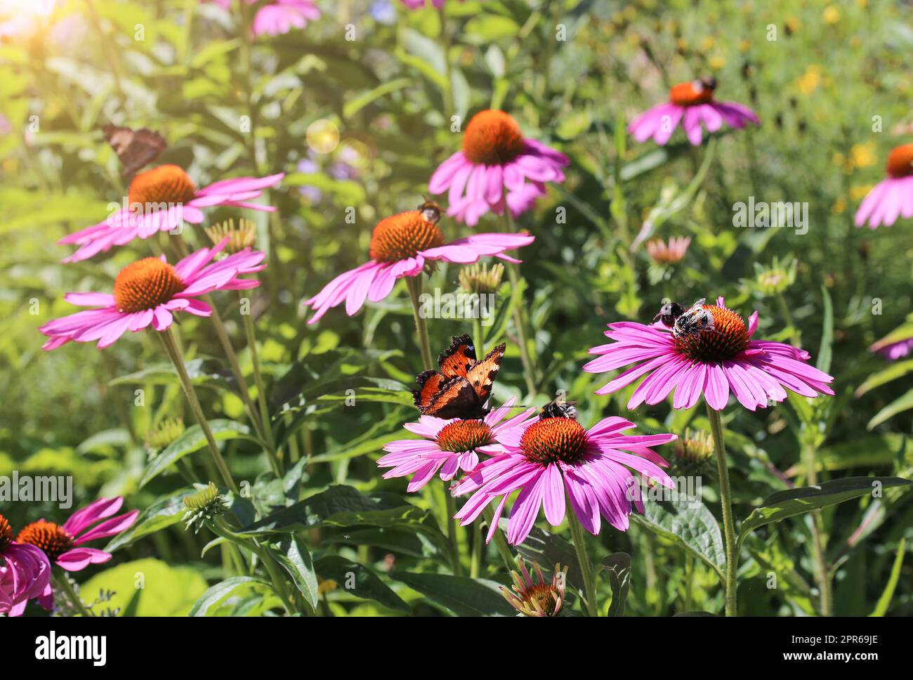 Echinacea with bumblebees and butterflies Stock Photo