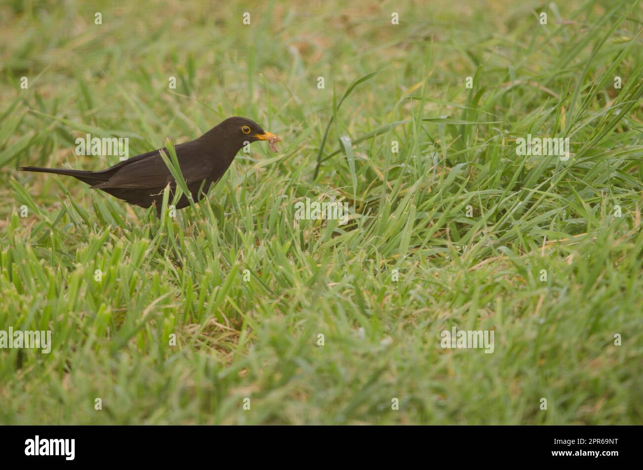 Male common blackbird with food for its chicks Stock Photo Alamy