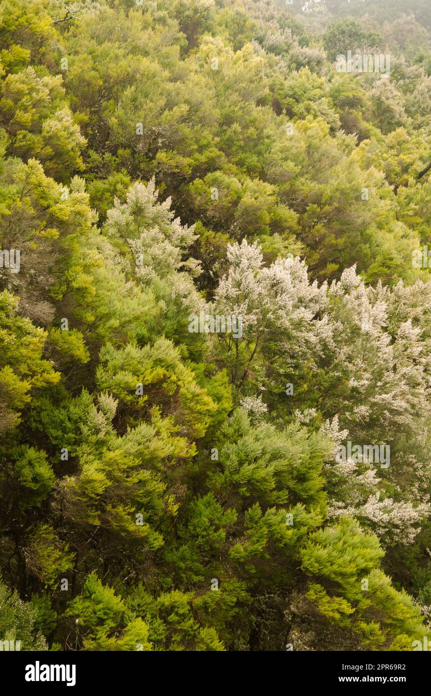 Evergreen forest in the Garajonay National Park. Stock Photo