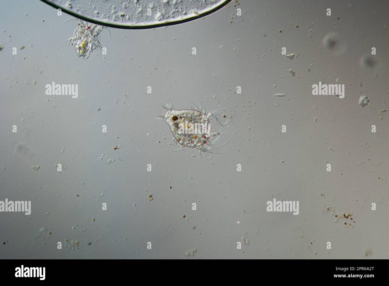 Nauplius larva of copepod hi-res stock photography and images - Alamy