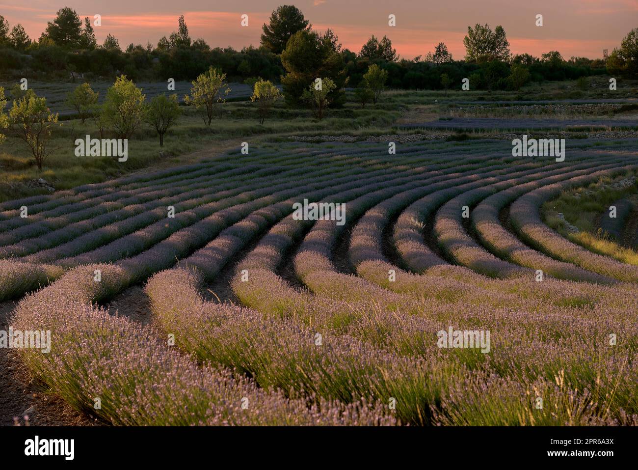 A lavender field in bloom on a sunny day. Straight lines, perpendicular ...