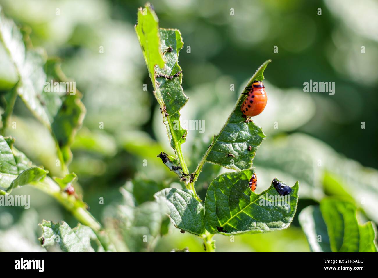 The Colorado beetle larva on potato leaves destroys potato plants and