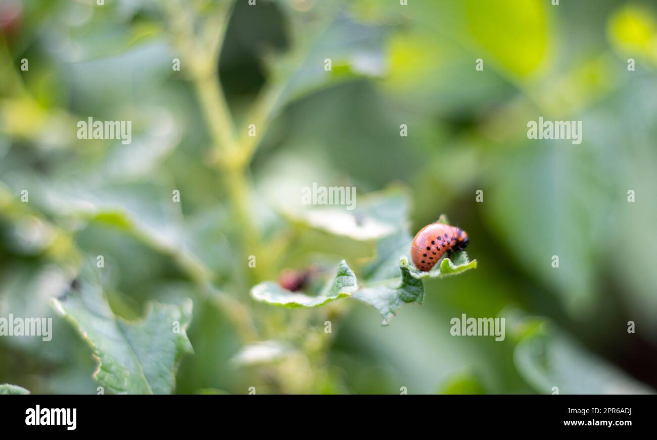 The Colorado beetle larva on potato leaves destroys potato plants and
