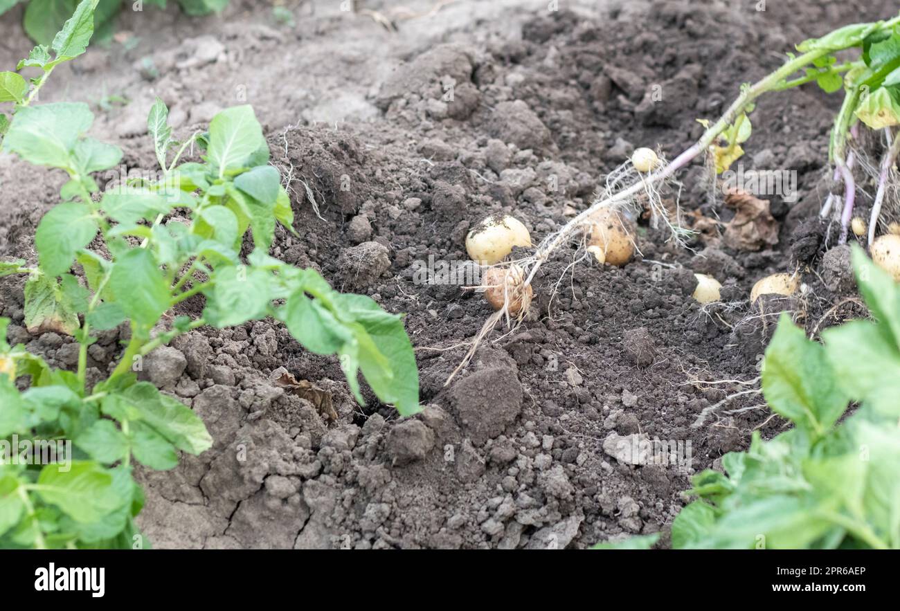 Fresh organic potatoes on the ground in a field on a summer day. Harvesting potatoes from the soil. Low angle freshly dug or harvested potatoes on rich brown ground. The concept of growing food. Stock Photo